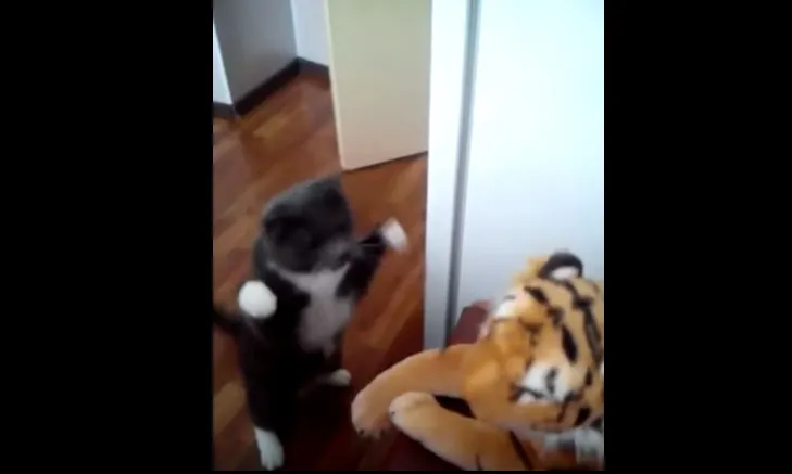 O pisică face praf un tigru. Rezultatul e uluitor. Imaginile au ajuns virale pe Internet