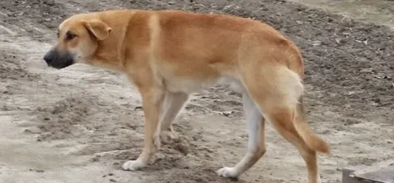 A salvat un câine de la moarte apoi a postat un mesaj cutremurător pentru stăpân: "A mâncat crengi"
