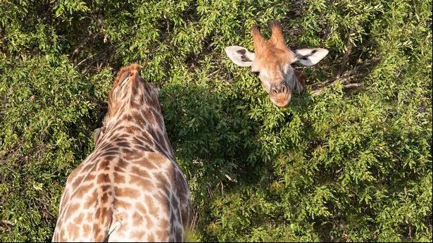Fotografia virală care a pus Facebook-ul pe gânduri. Câte animale sunt în imagine?