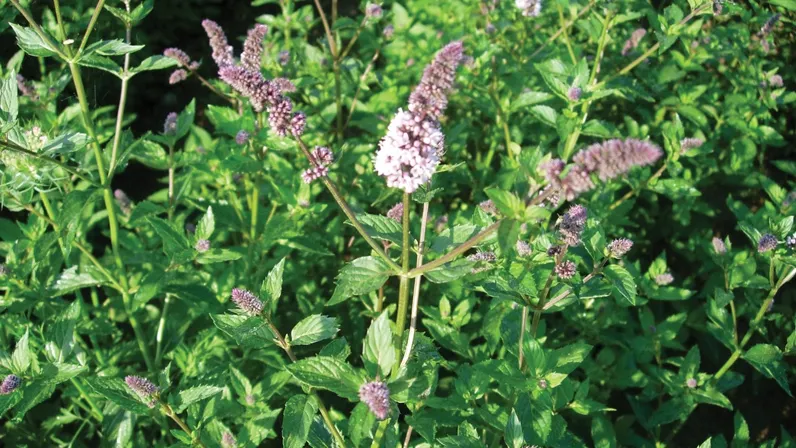 O cunoscută plantă medicinală are proprietăți anticancerigene. Iată cum trebuie folosită