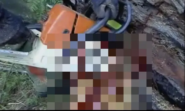 A tăiat un arbore cu drujba. S-a cutremurat când a văzut ce curge din el. Imagini halucinante!
