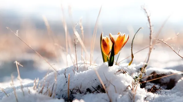Vreme de primăvară. Prognoza meteo pe trei zile 