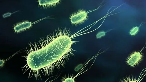 Ce este verotoxina, bacteria ucigaşă care cauzează E.coli