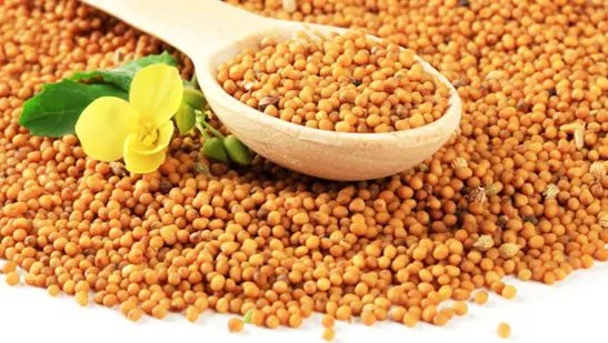 Dieta cu boabe de muştar: care sunt beneficiile ei şi câte kilograme poţi să slăbeşti