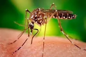 Virusul ZIKA. Organizația Mondială a Sănătăţii a declarat stare de urgență mondială