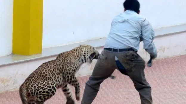 Incident şocant: un leopard a intrat într-o şcoală. Şase persoane au fost rănite