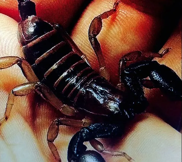A rămas fără organele interne după ce l-a mușcat scorpionul. Imagini care îți provoacă amețeli