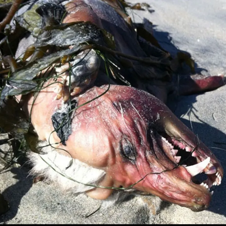 MONSTRUL Chupacabra, fotografiile care au ÎNGROZIT lumea