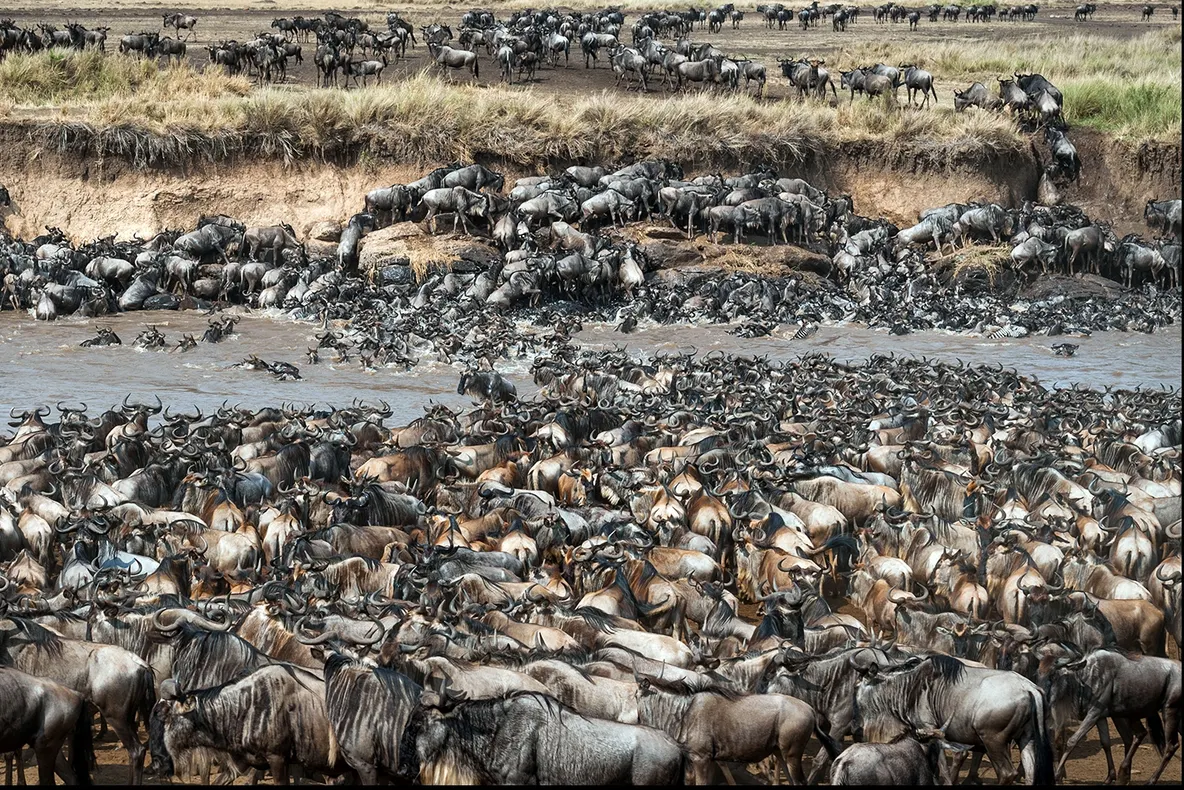 Cât de rapid reușești să descoperi zebra din imagine. Unii au găsit-o în doar câteva secunde