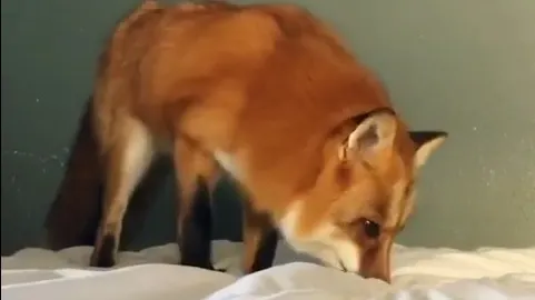 Vulpea care a confundat patul cu zăpada. Ce a urmat te va amuza până la lacrimi 