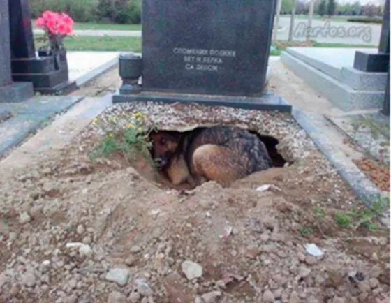 Această imagine a cutremurat întreaga lume. Dar nu este ceea ce pare a fi