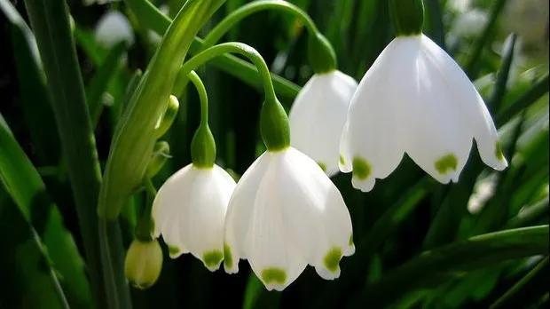 Ghioceii, tratament natural pentru Alzheimer. Cum se folosesc