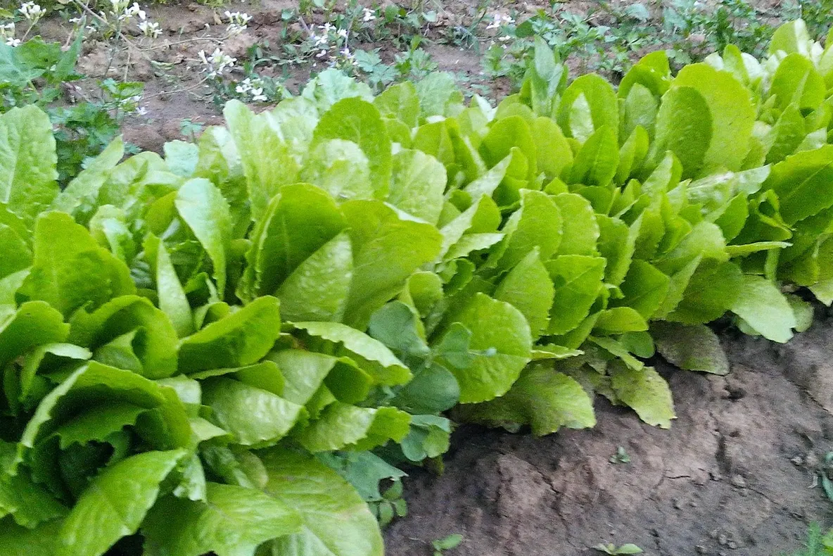 Aceasta este cea mai misterioasă plantă a primăverii! Tu o consumi?