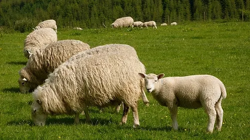 A plecat cu oile la păscut, dar a adormit pe câmp. Când s-a trezit, ceva şocant s-a întâmplat