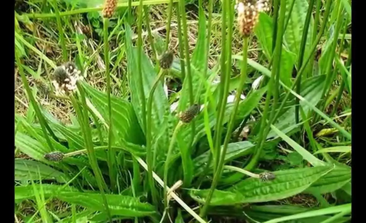 Antibioticul naturii: o plantă care se găseşte în toate curţile tratează zeci de afecţiuni!