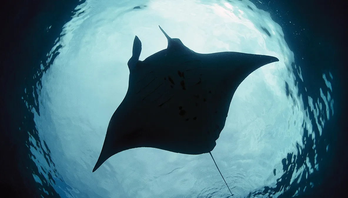 Descoperire uluitoare despre "Diavolul de mare". Este primul peşte care se recunoaşte în oglindă