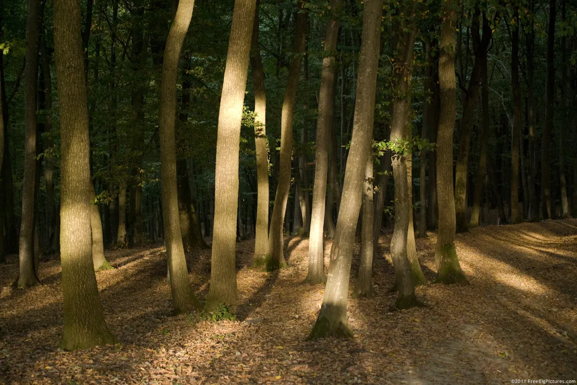 Au montat o cameră în pădure. Când s-au uitat peste imagini, au rămas fără cuvinte