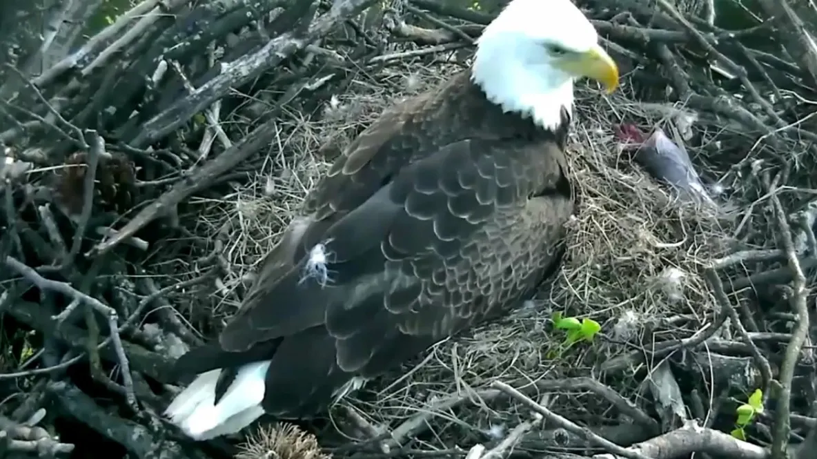 Au montat o cameră de luat vederi în cuibul unor vulturi. Ce au văzut apoi e fascinant!