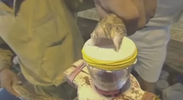 A luat o viperă şi a forţat-o să verse venin peste sânge de om. Iată ce se întâmplă! Te ia cu fiori
