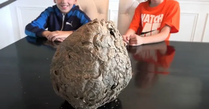Au găsit un stup de viespe. L-au tăiat în două! Ce au descoperit în interiorul lui e fascinant