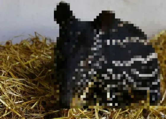 Tocmai s-a născut! Oamenii care l-au văzut s-au crucit. "Dumnezeule, cu ce seamănă?" 
