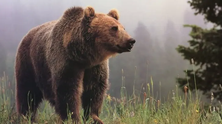 A salvat un pui de URS rămas orfan. După 6 ani, animalul i-a făcut ceva incredibil! 