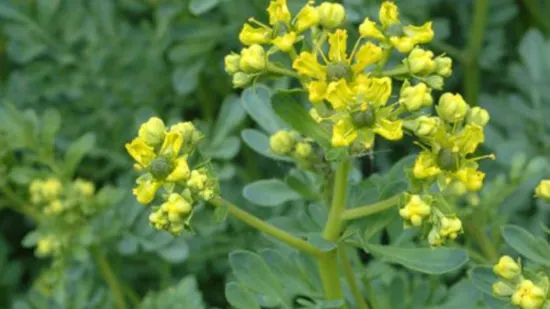 Multă lume o consideră o simplă buruiană, însă această plantă poate distruge celulele canceroase