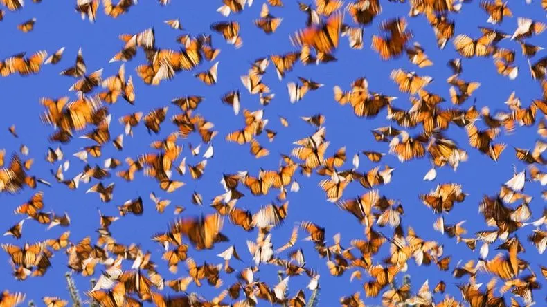 ZIUA PĂMÂNTULUI 2016: Cele mai spectaculoase fenomene ale naturii VIDEO 
