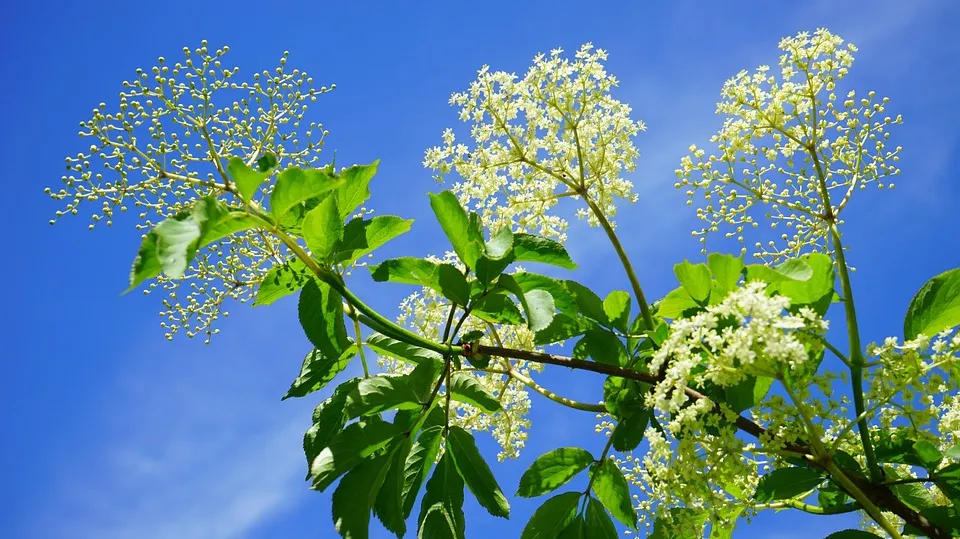 Cum scapi de pistruii de pe faţă cu ajutorul florilor de soc