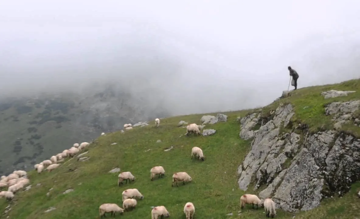 Era cu oile pe câmp când a început furtuna. Din păcate, finalul este tragic