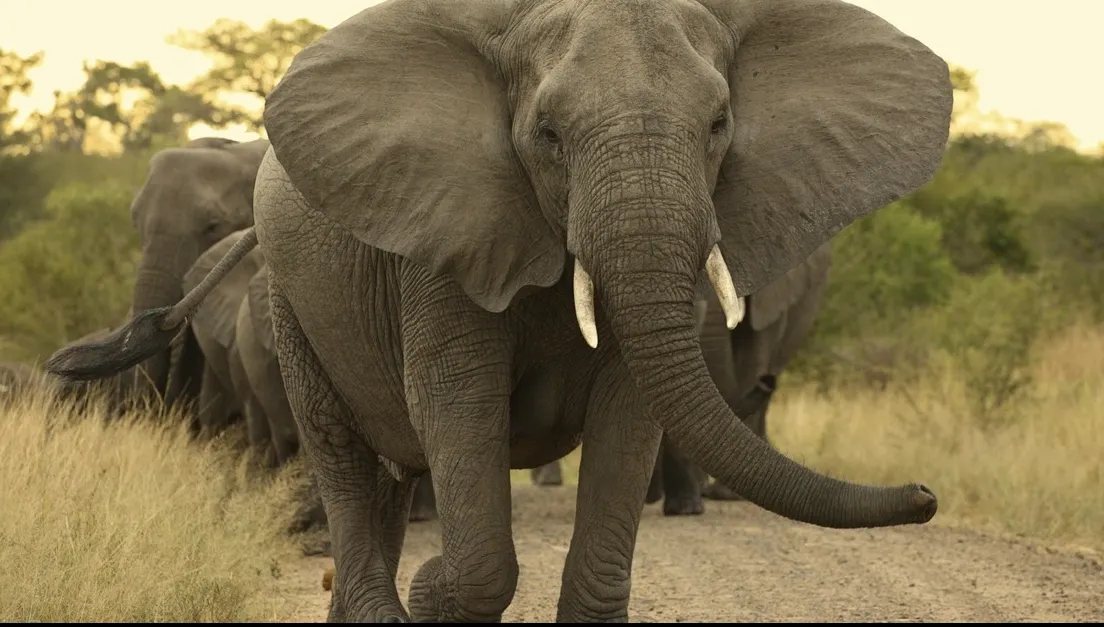 Un elefant a ridicat cu trompa o femeie care făcea poze. S-a întors să-şi recupereze telefonul şi.. 