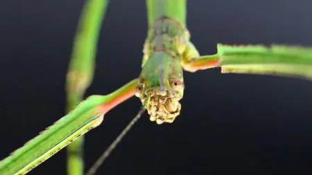 DESCOPERIRE uluitoare. Cum arată cea mai lungă insectă din lume. Are peste 60 cm