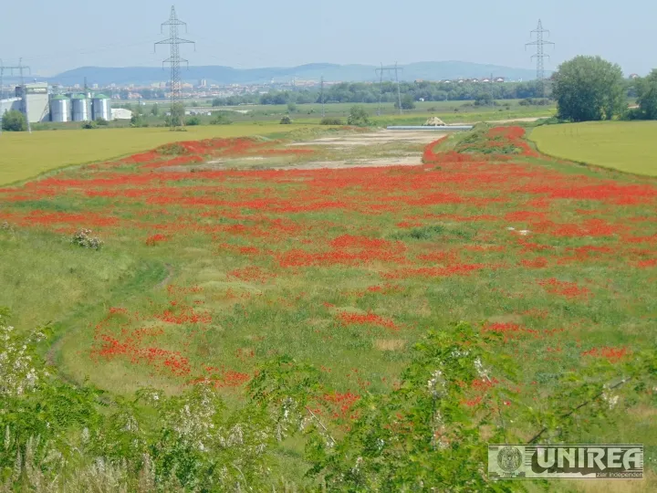 Imaginea zilei. Pe lotul I al Autostrăzii Sebeș-Turda au crescut macii 