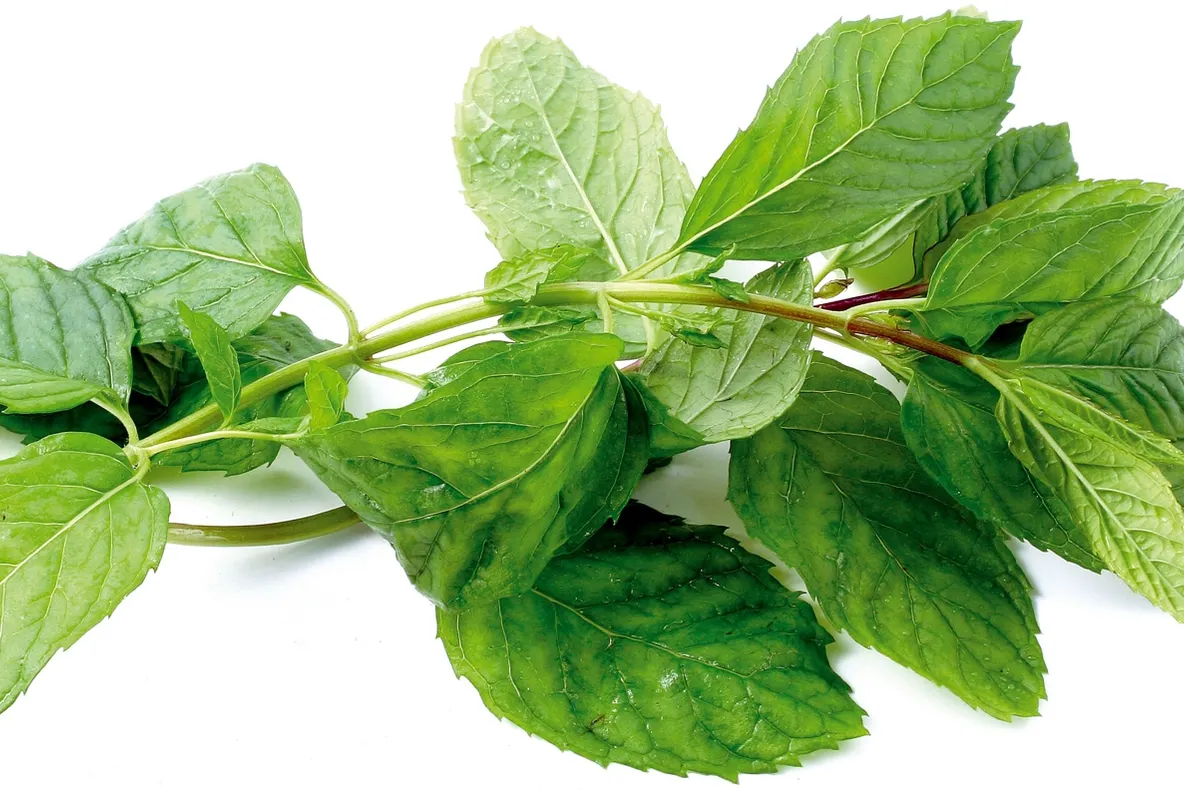 Dieta cu mentă. Iată cum te poate ajuta această plantă să slăbești rapid