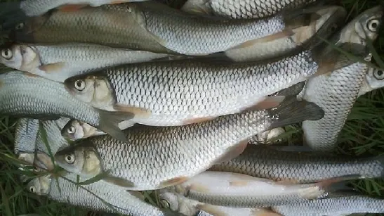 Tone de peşte cu viermi, în Ilfov. Marfa, importată din Spania 