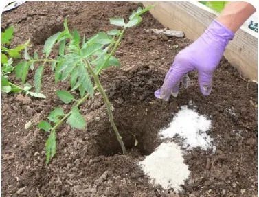 A mers în grădină și a împrăștiat sare printre plante. E trucul folosit de marile pepiniere