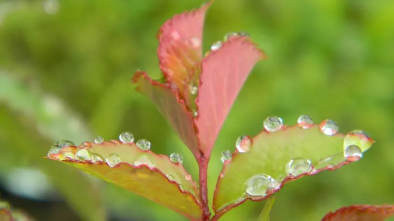 Când se opresc ploile şi cum va fi vremea în ţară? Prognoza meteo pe două săptămâni 