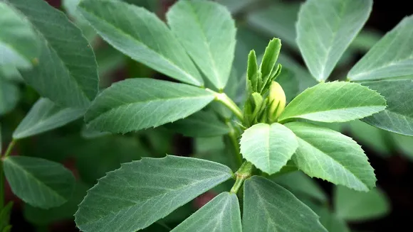 Planta medicinală uitată de lume. Schinduful are efecte uimitoare asupra sănătăţii