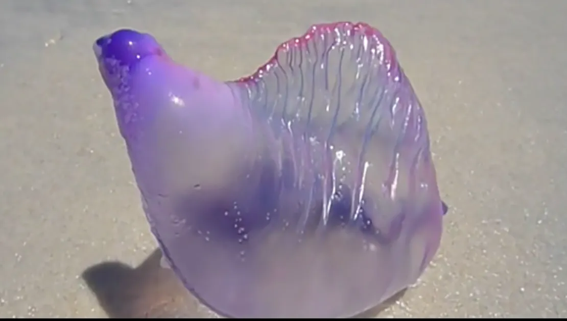 Creatura paralizantă găsită pe o plajă: seamăna cu un balon, dar...