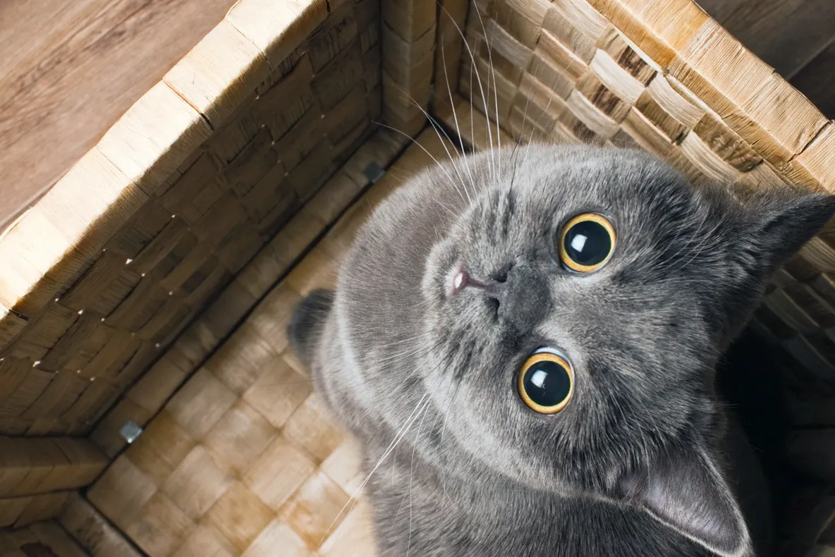 A fost creată zgarda care poate descifra și traduce limbajul felinelor