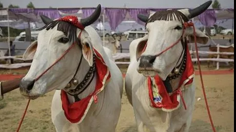 Vaca fără GAZE! Cum ajută ingineria genetică la reducerea poluării prin flatulență