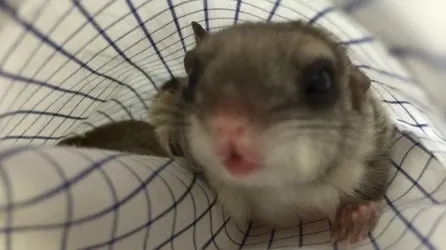 O veveriţă a devenit animal de companie în cel mai mare parc din Craiova