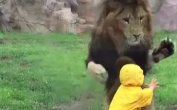Scenă şocantă la o grădină ZOO din Japonia: Un leu fioros atacă un copil