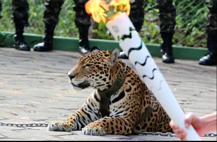 Scandal la Jocurile Olimpice 2016 de la Rio. Un jaguar a fost ucis
