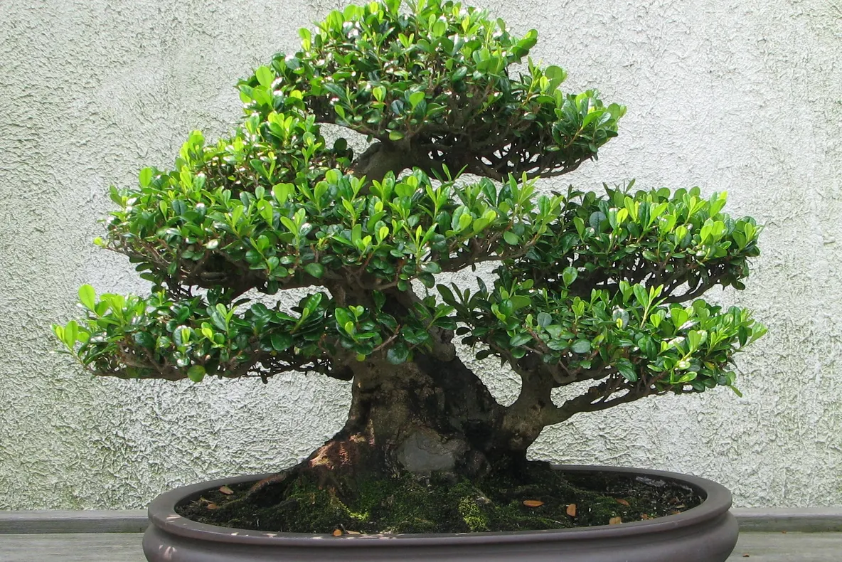Cum să avem grijă de un bonsai. Secrete dezvăluite de un specialist