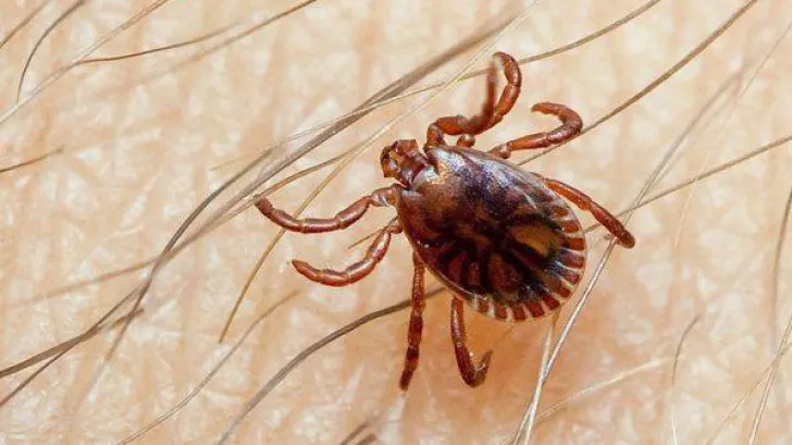Cum depistezi boala Lyme în situația în care ai fost mușcat de căpușe? 