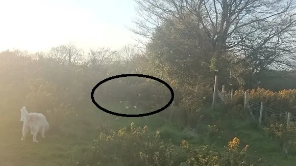 Detaliul şocant din aceasta fotografie. Ce sunt aceste apariţii miraculoase?