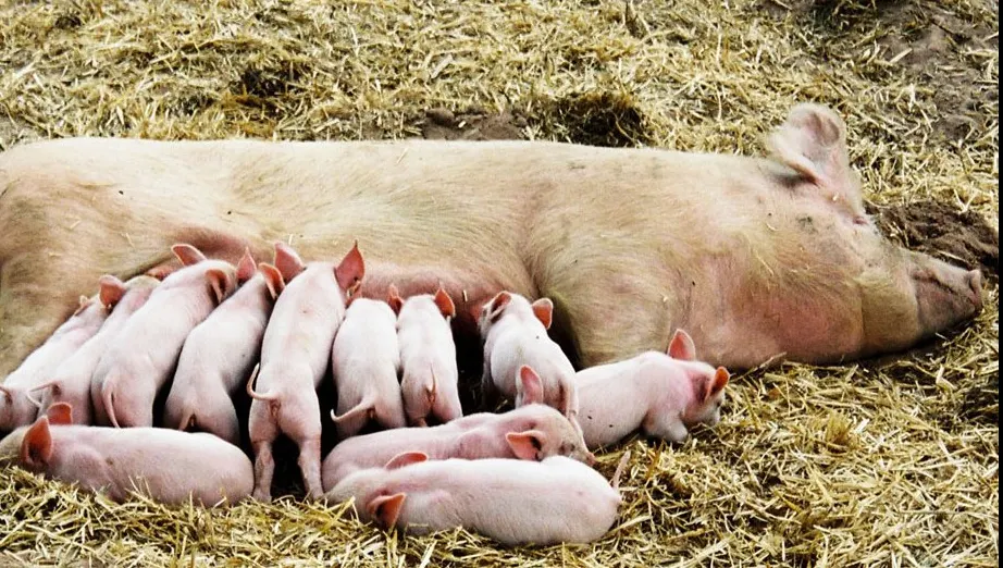 A văzut că animalele din curtea lui au făcut un pui. Când s-a uitat la el, a înlemnit. ”Monstru”