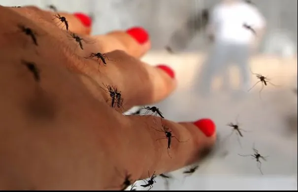 Alertă în sudul României: 7 persoane infectate cu virusul West Nile în ultimele zile. Ce zic medicii