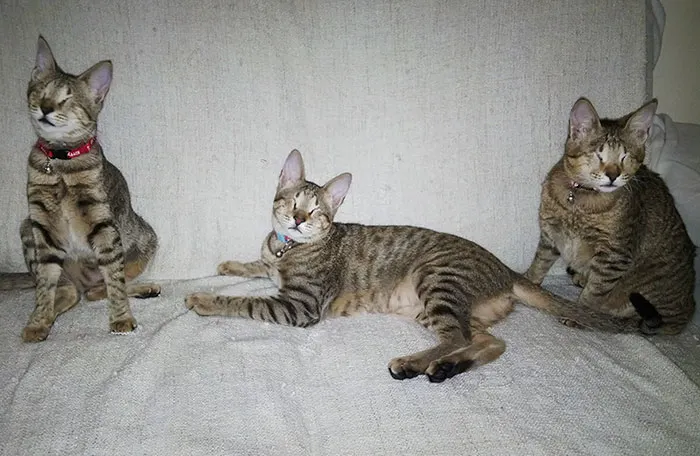 A adoptat 3 pisoi orbi pentru copiii ei. Le-a aflat povestea tristă! A rămas impresionată 